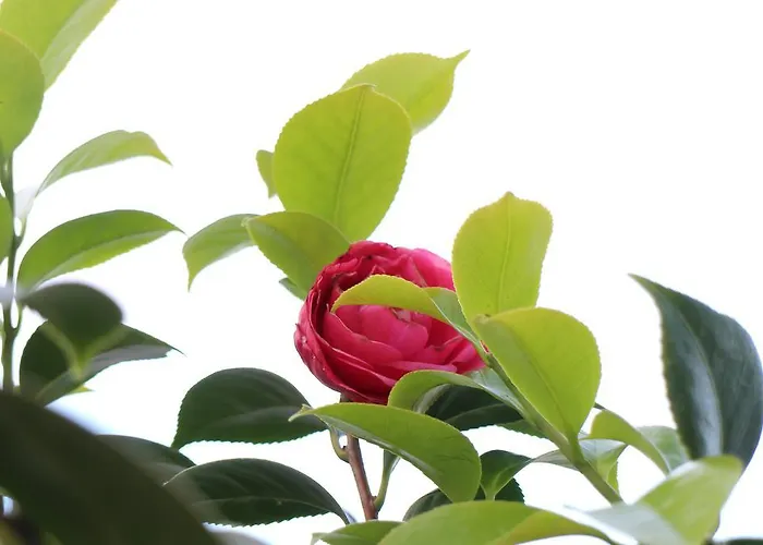 Сasa de vacaciones Maestrale *